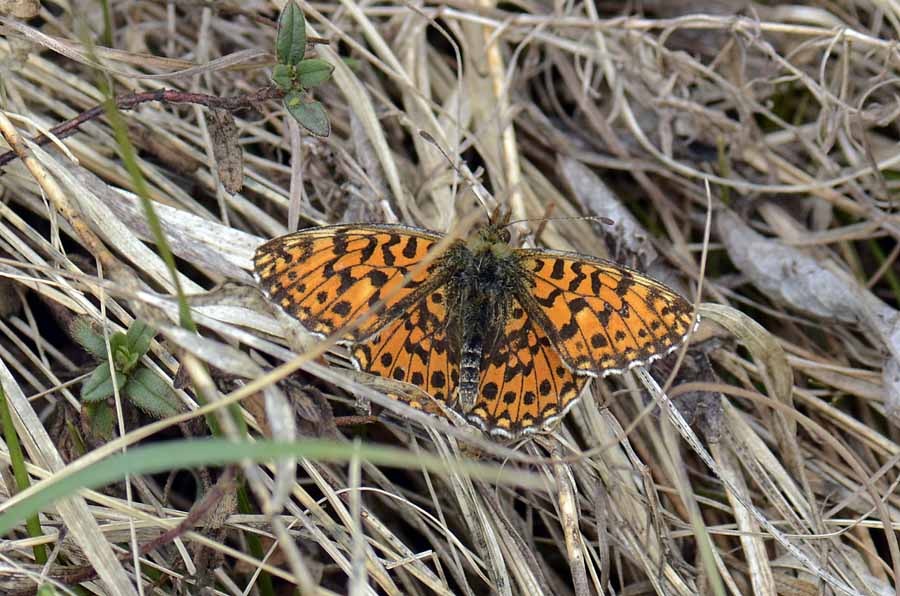 Boloria (Clossiana) dia